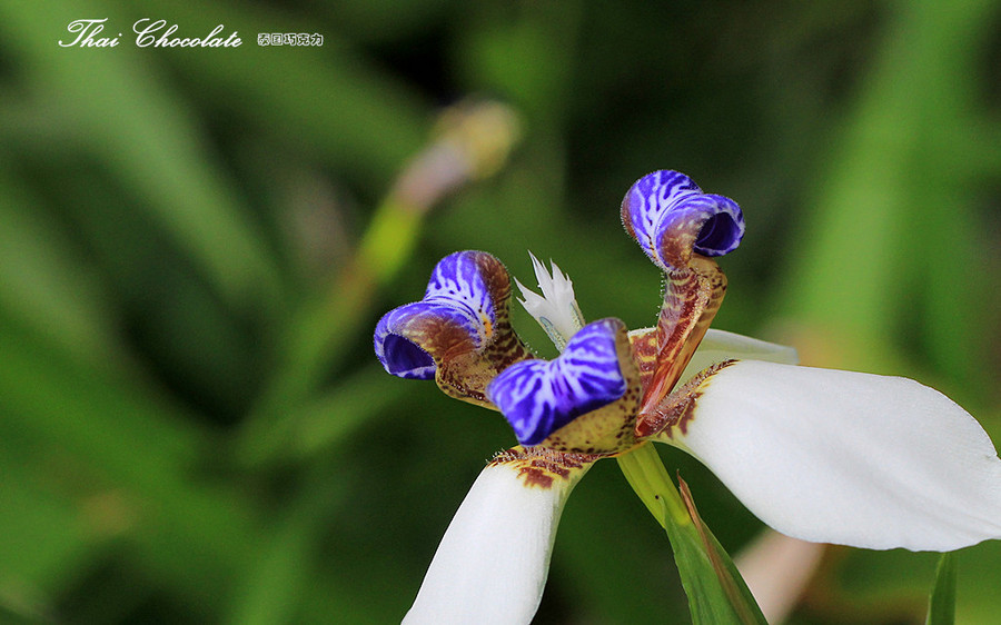 这是莺尾花吗?(佳能550d)