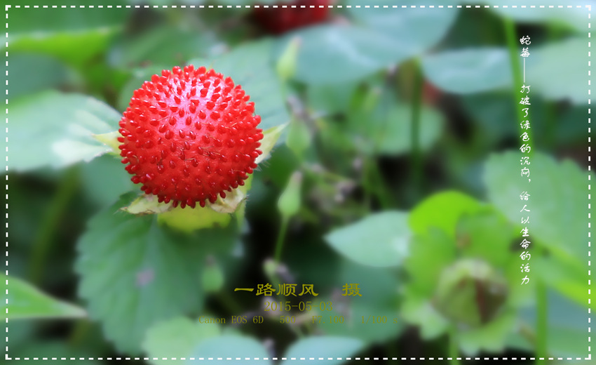 【野生蛇莓摄影图片】生态摄影