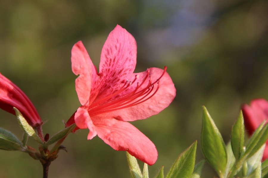 杜鹃花红