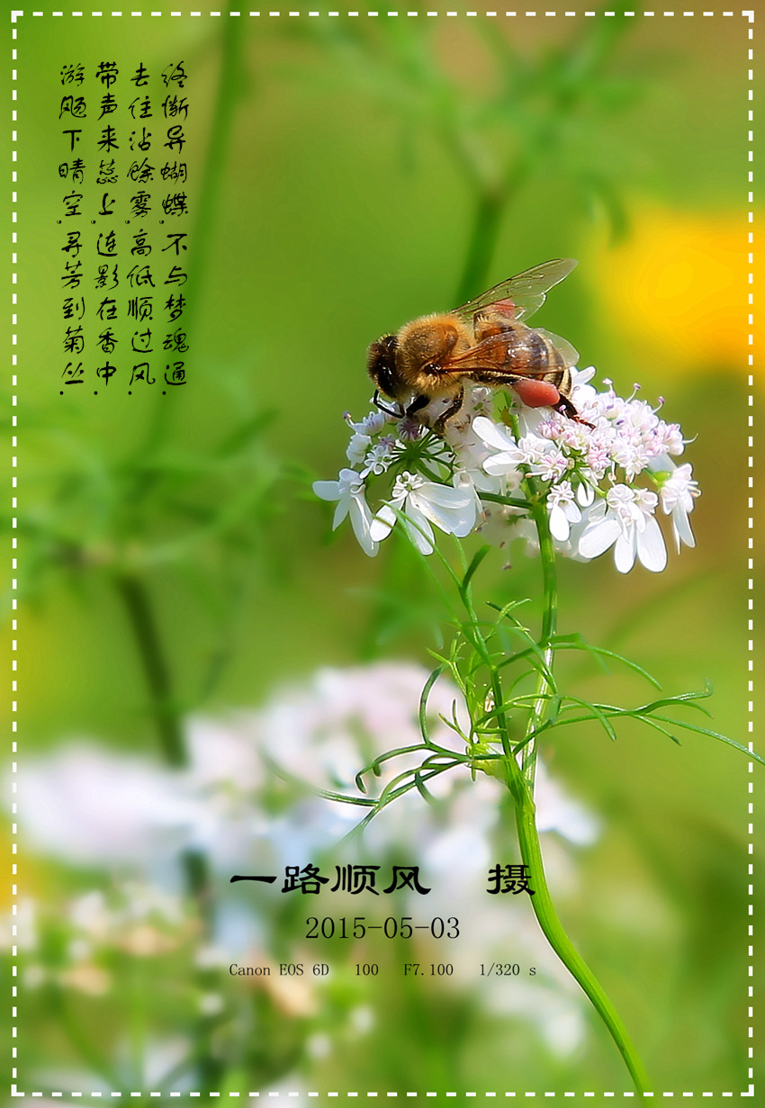 游飏下晴空 连影在香中——蜜蜂采花小拍