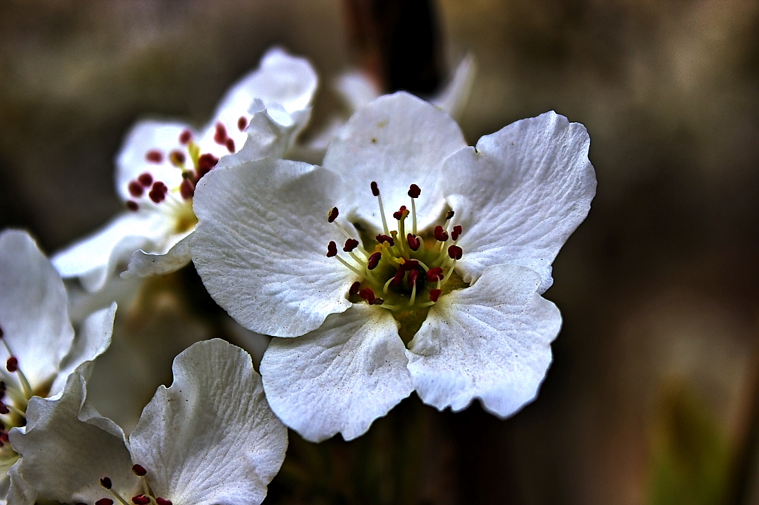 梨花吐蕊