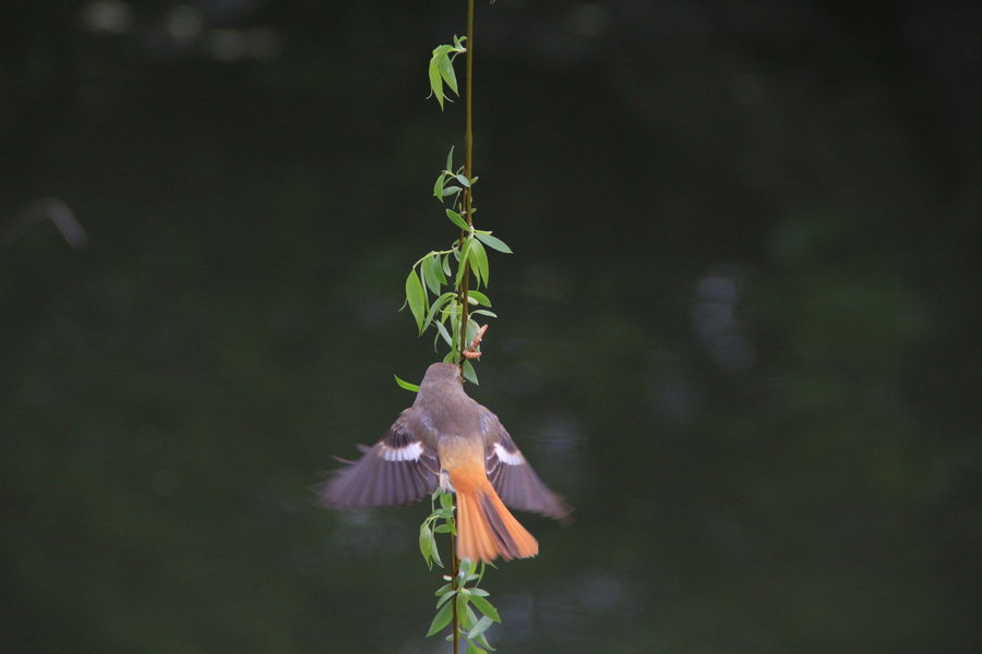 【早起的鸟儿有虫吃--北红尾鶋摄影图片】生态