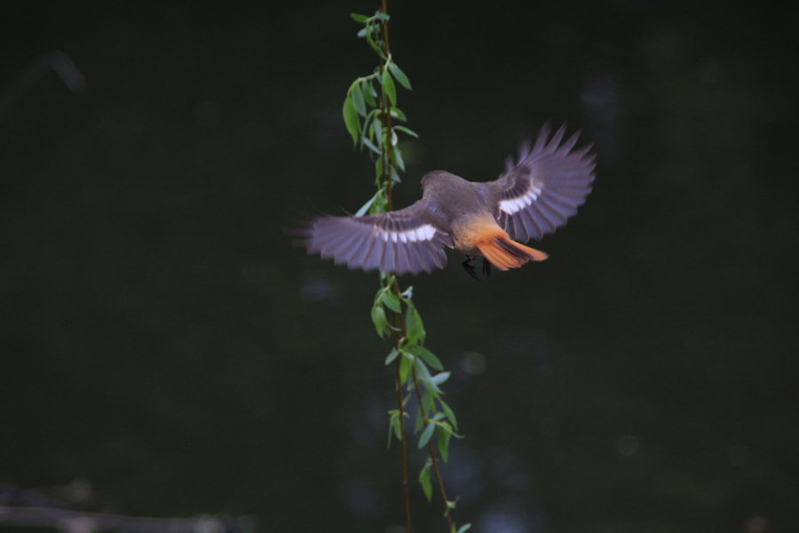 【早起的鸟儿有虫吃--北红尾鶋摄影图片】生态