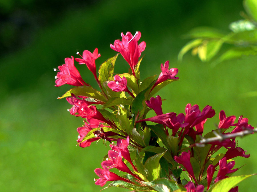 红王子锦带花