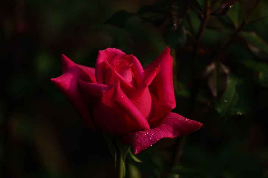 清晨的玫瑰