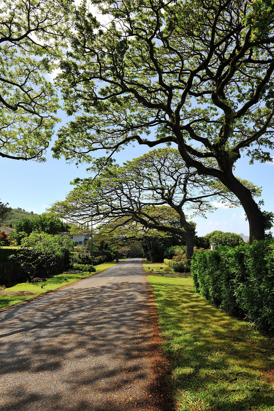 夏威夷山上民居的房前屋后