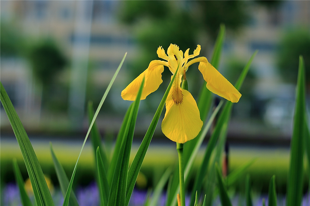 黄色莺尾花