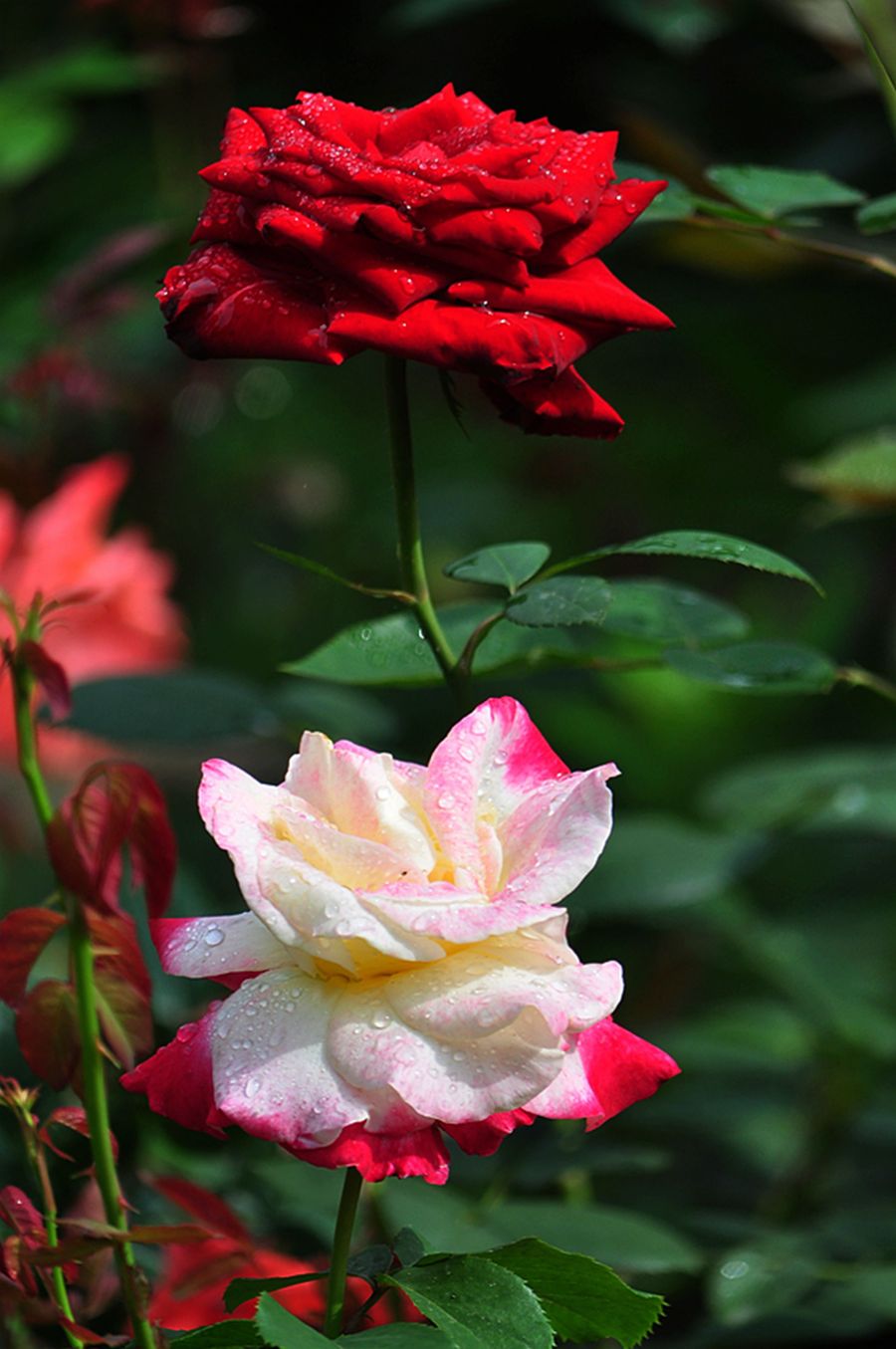 雨后月季花