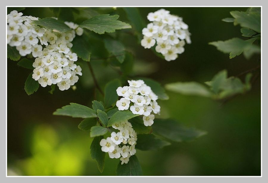 挂满珍珠的花树—珍珠线秀菊