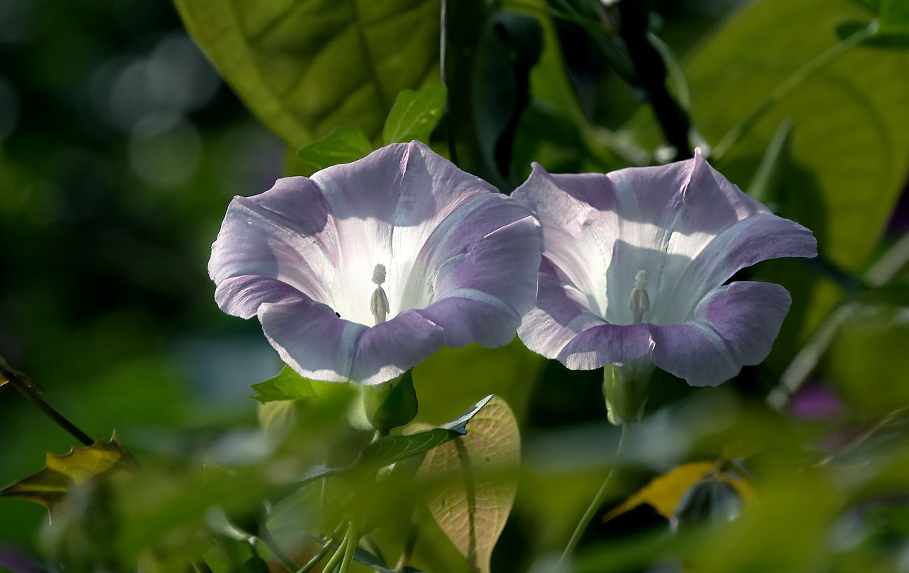 光影牵牛花