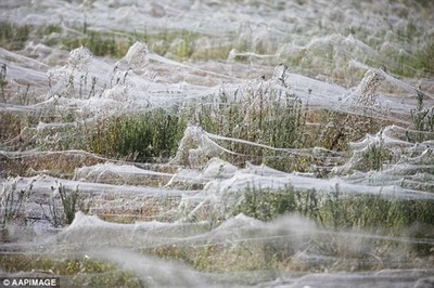 澳大利亚下蜘蛛雨:数百万只从天而降