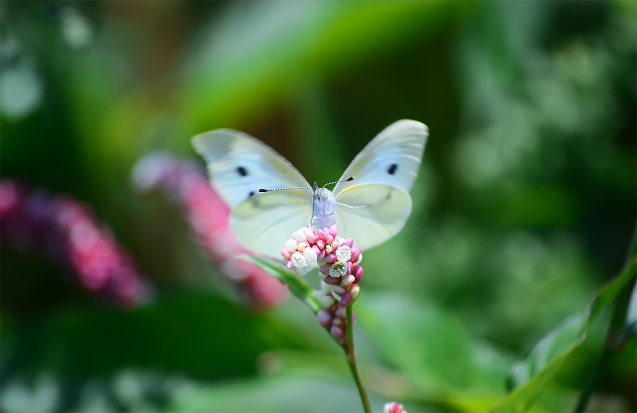 花蝴蝶