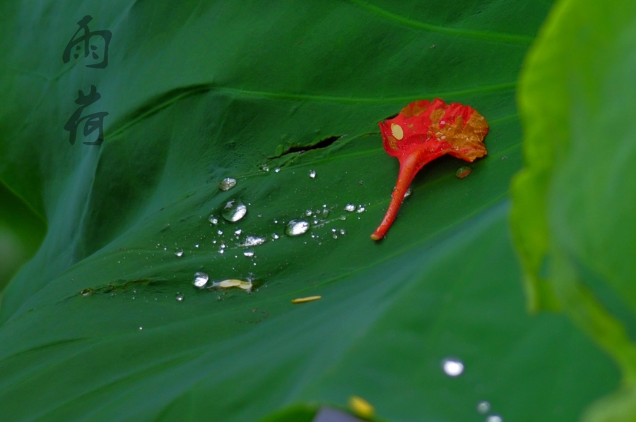 5月的荷花雨中拍