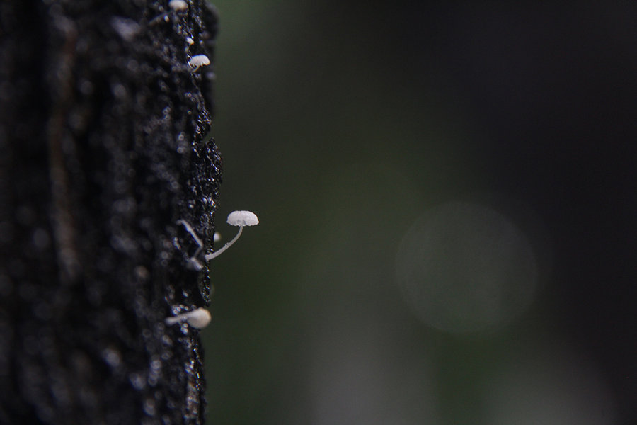【  腐朽处有新生   又到了南方的雨季,是拍小蘑