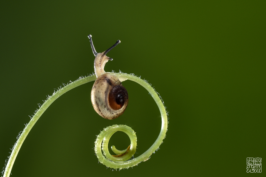 【《小蜗牛》2摄影图片】生态摄影
