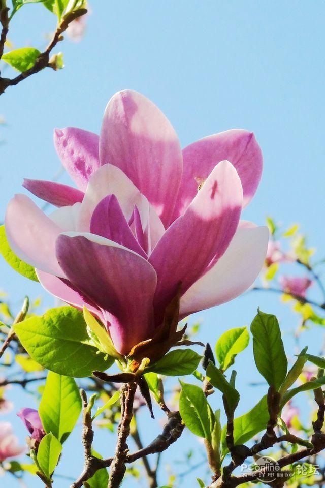 清新玉兰花iphone 4s壁纸 第二辑