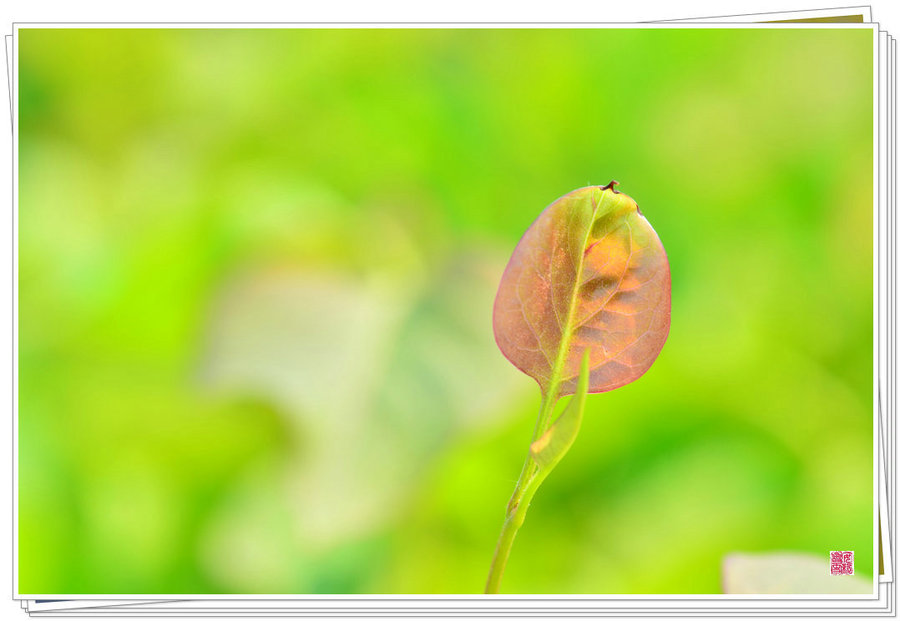 小花小草也有美丽