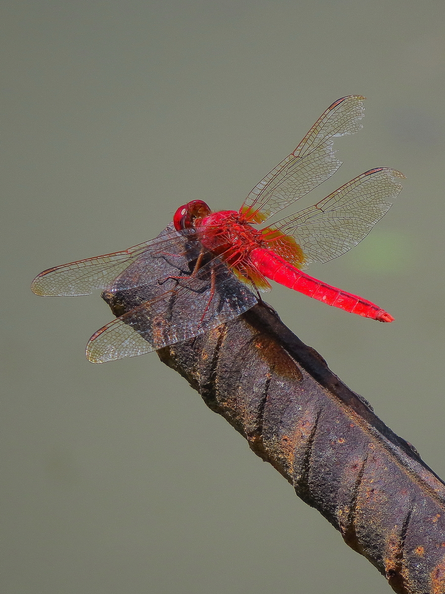 【红蜻蜓摄影图片】生态摄影_太平洋电脑网摄影部落