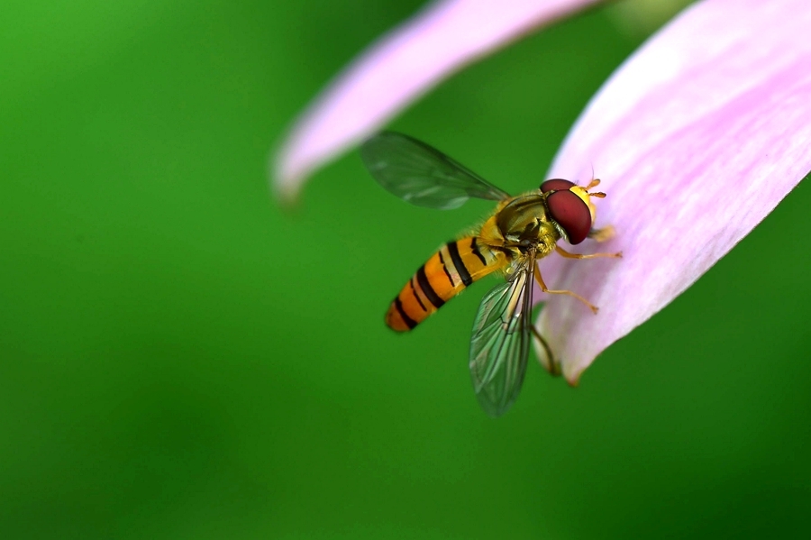 【蝇蜂摄影图片】生态摄影