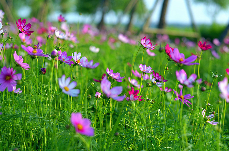夕阳下的花朵