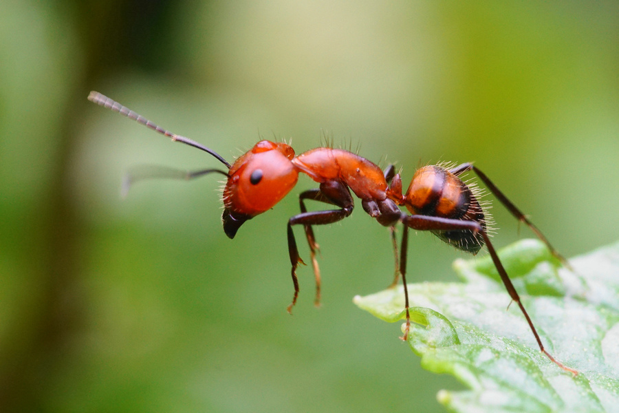 【奇妙的微距世界~~红蚂蚁摄影图片】生态摄影_太平洋电脑网摄影部落