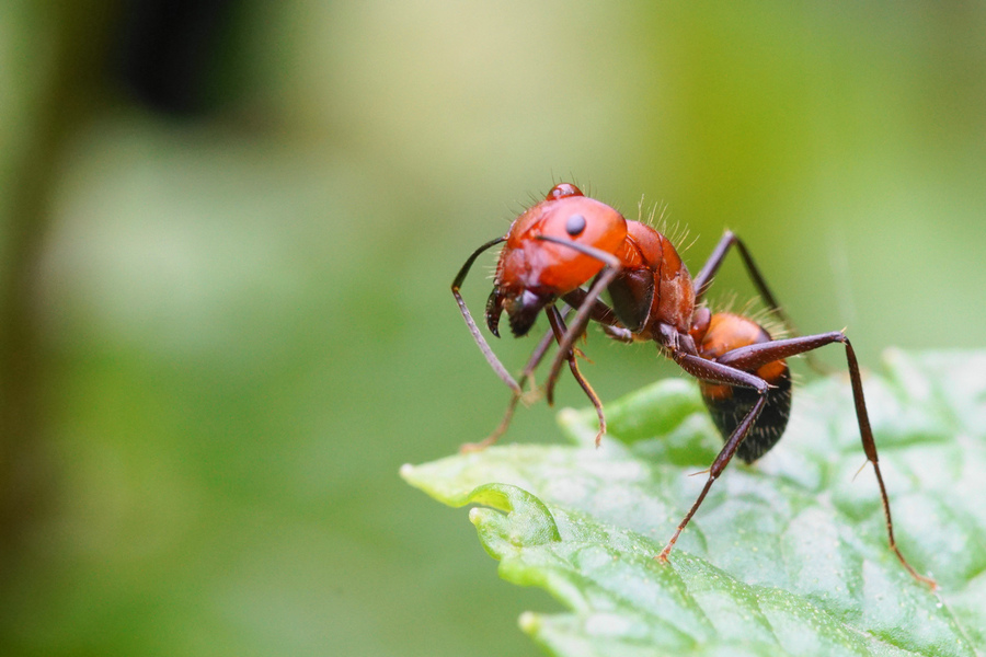 【奇妙的微距世界~~红蚂蚁摄影图片】生态摄