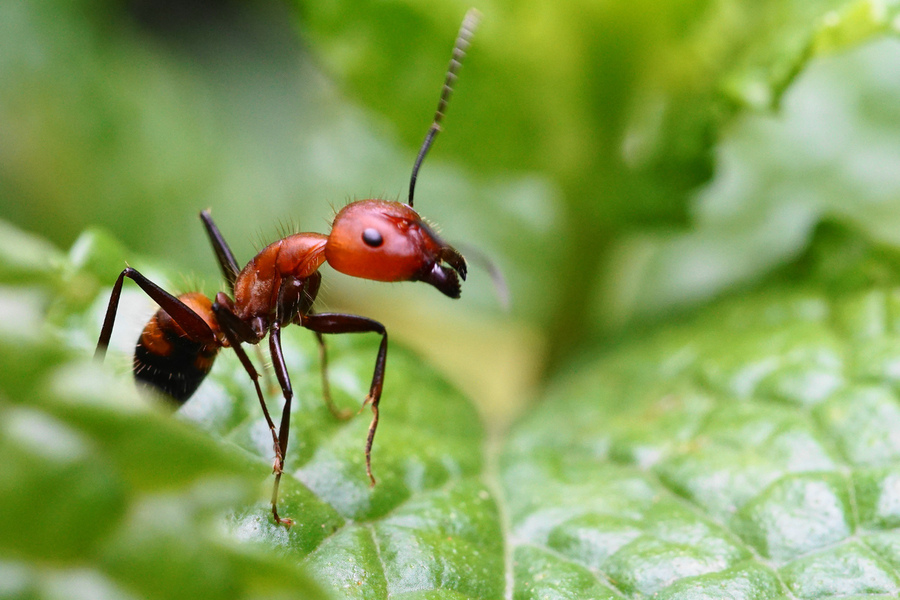 【奇妙的微距世界~~红蚂蚁摄影图片】生态摄