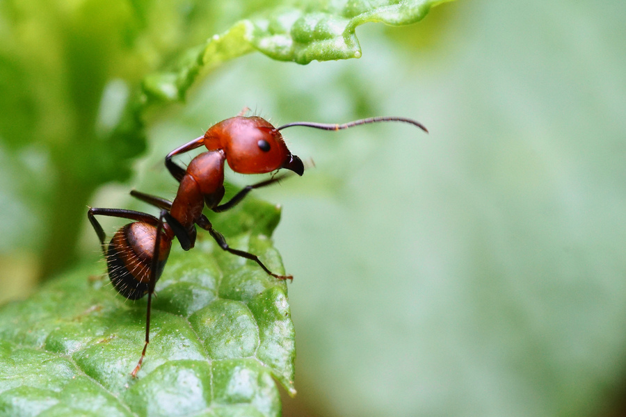 【奇妙的微距世界~~红蚂蚁摄影图片】生态摄影_太平洋电脑网摄影部落