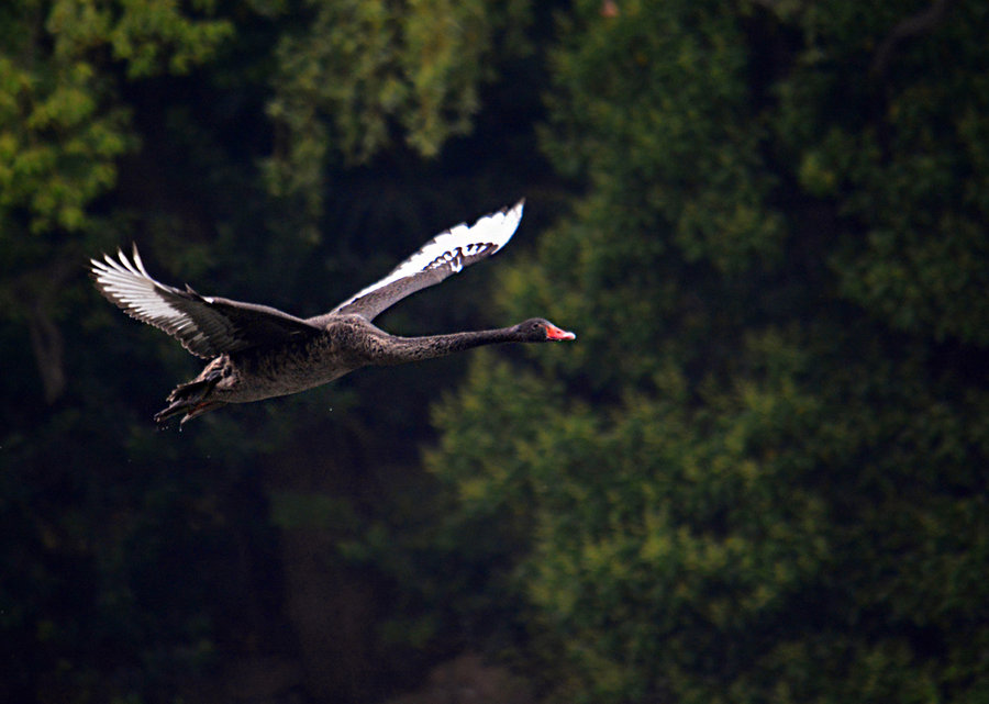 【飞翔的黑天鹅摄影图片】生态摄影