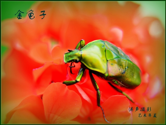 夏的精灵—金龟子