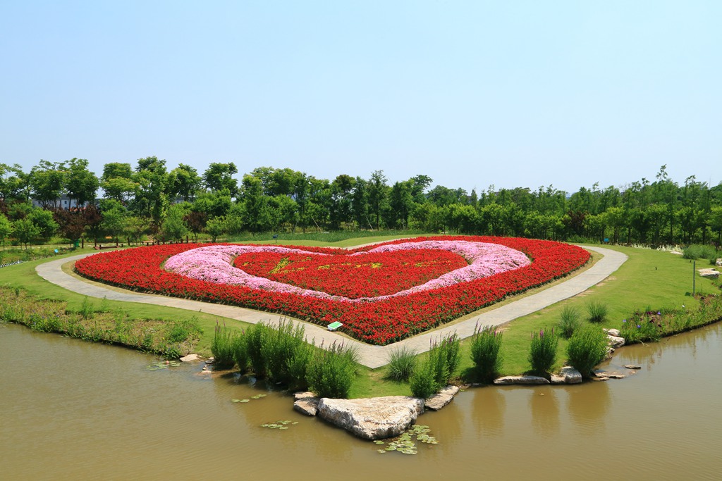 上海周浦花海