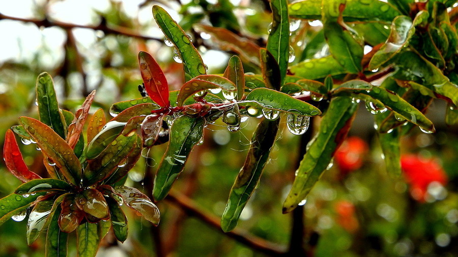 三月里的小雨