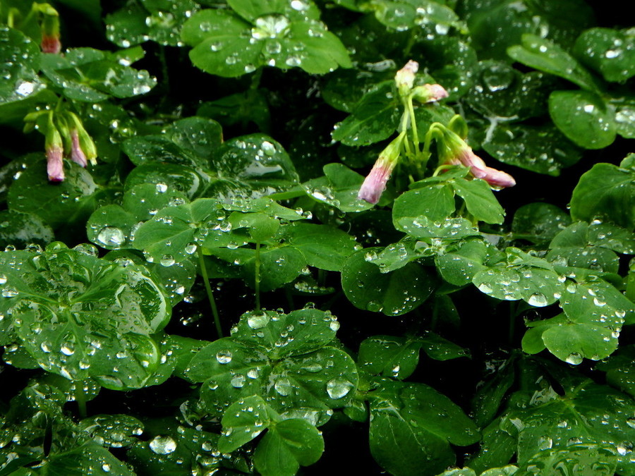 【三月里的小雨摄影图片】生活摄影