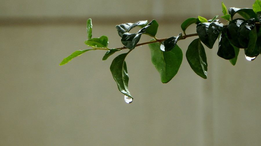 【三月里的小雨摄影图片】生活摄影