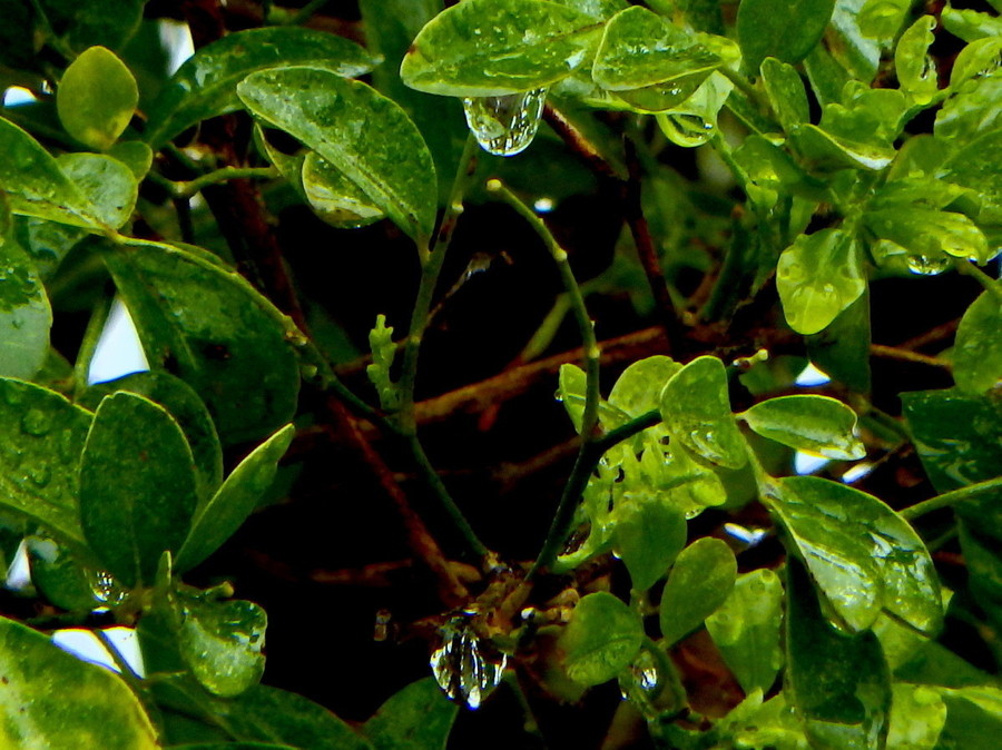 三月里的小雨