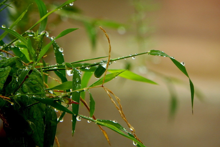 三月里的小雨