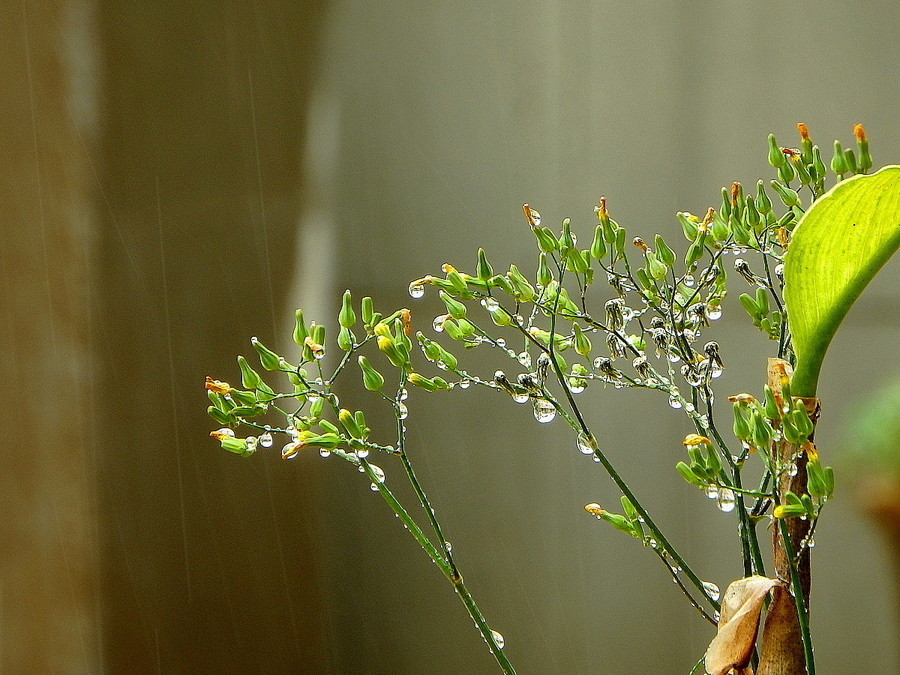 三月里的小雨