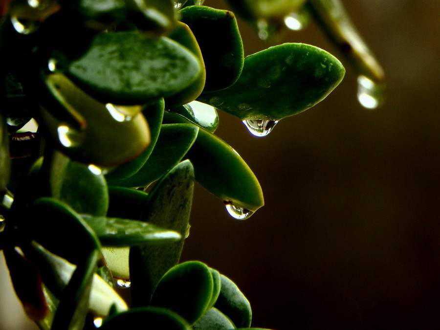 三月里的小雨