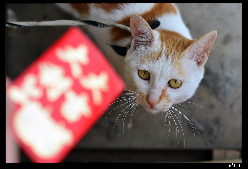【萌萌哒】-过年讨红包的猫青年