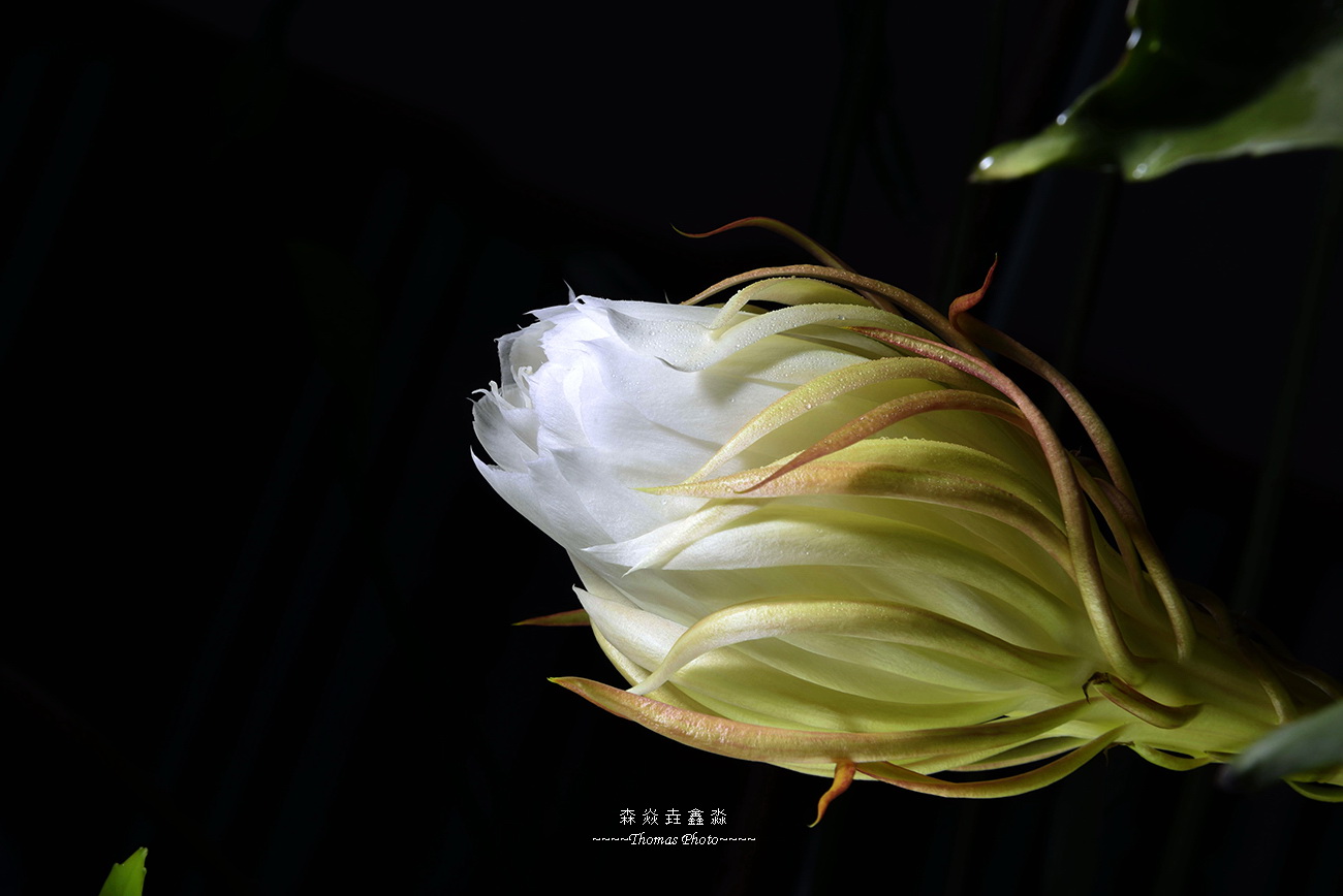 昙花