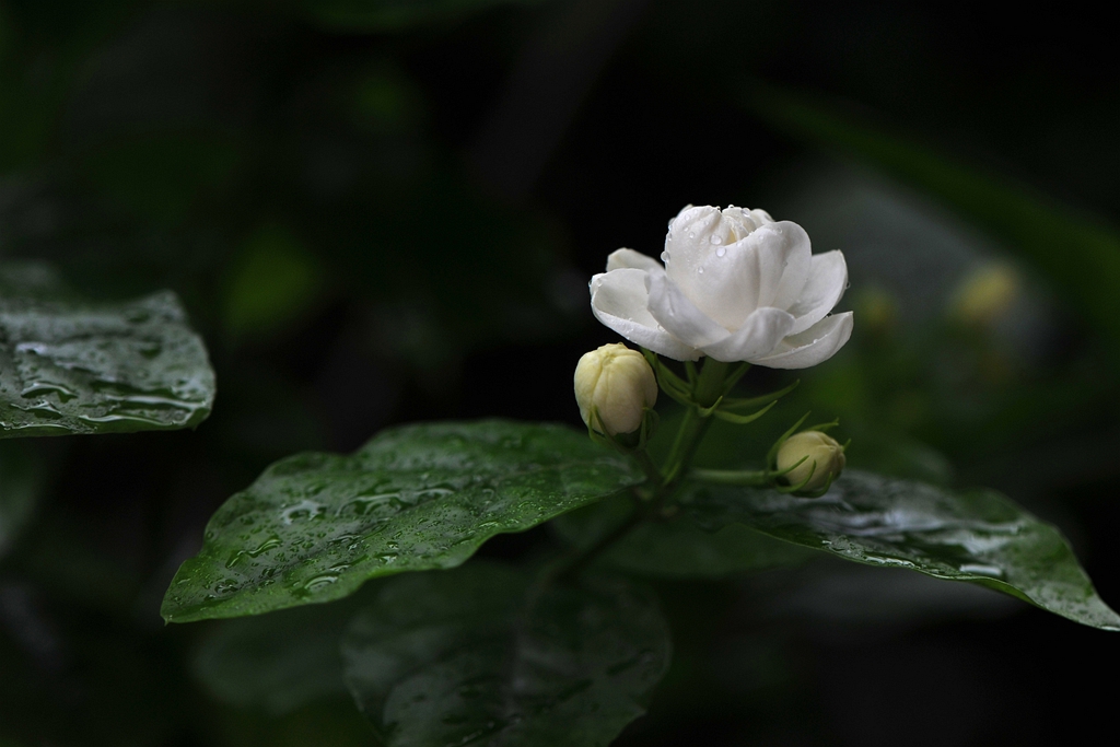 象牙般洁白的茉莉花