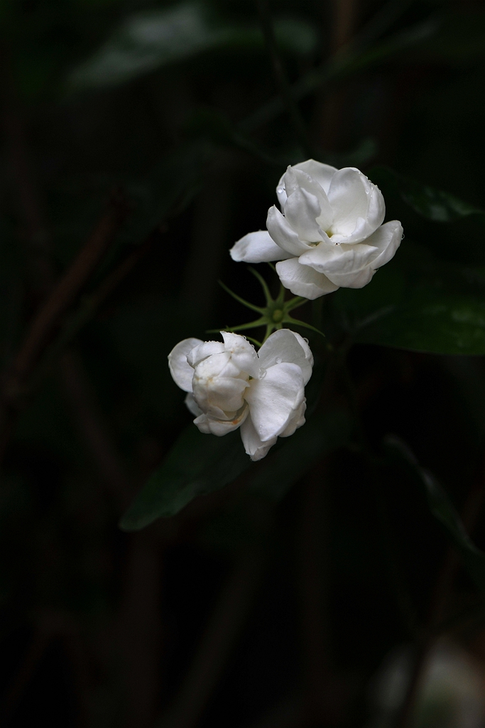 象牙般洁白的茉莉花