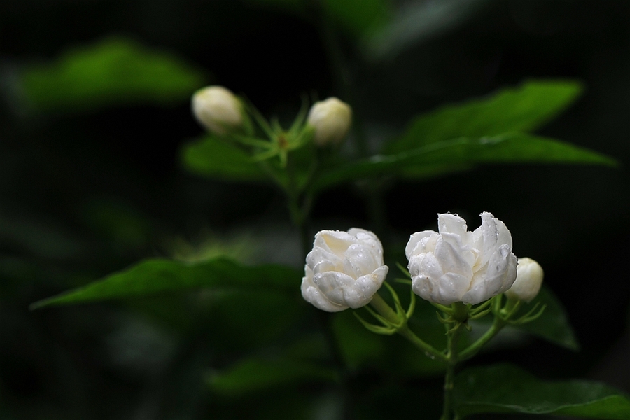 【象牙般洁白的茉莉花摄影图片】生态摄影_太平洋电脑网摄影部落