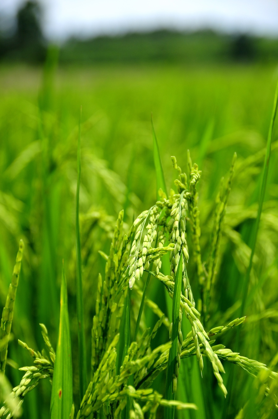 稻花香里说丰年—开平自力村