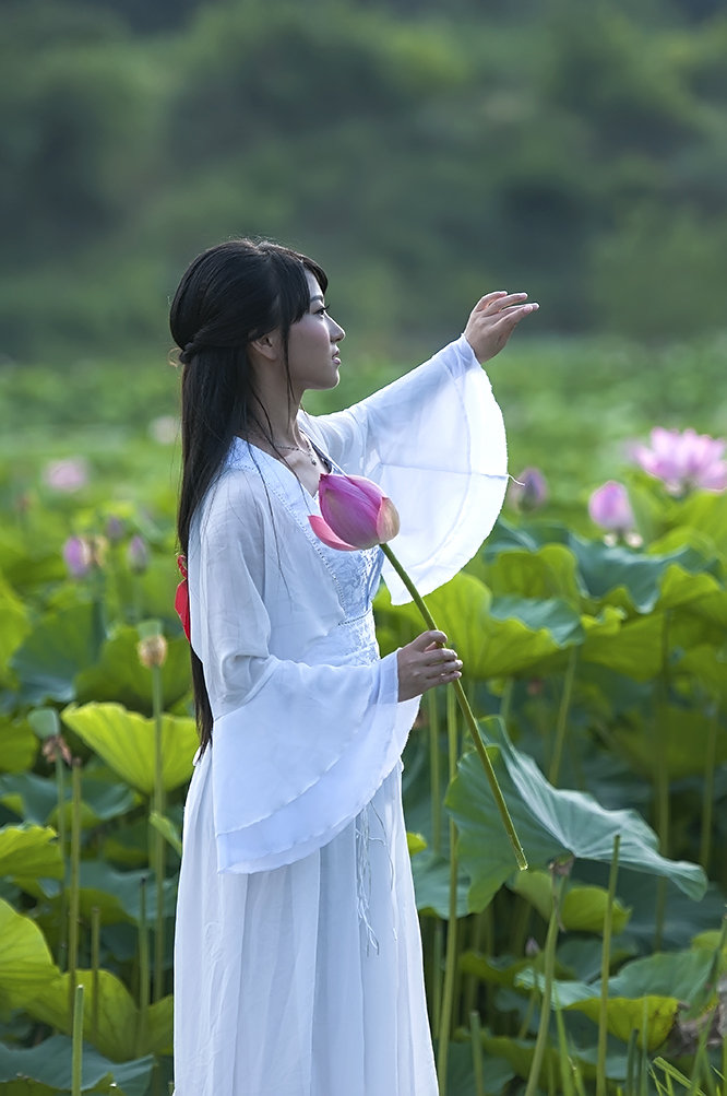 荷花仙女