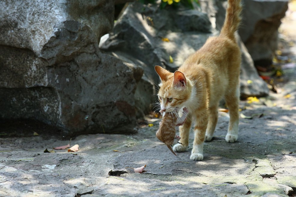老猫叼小猫