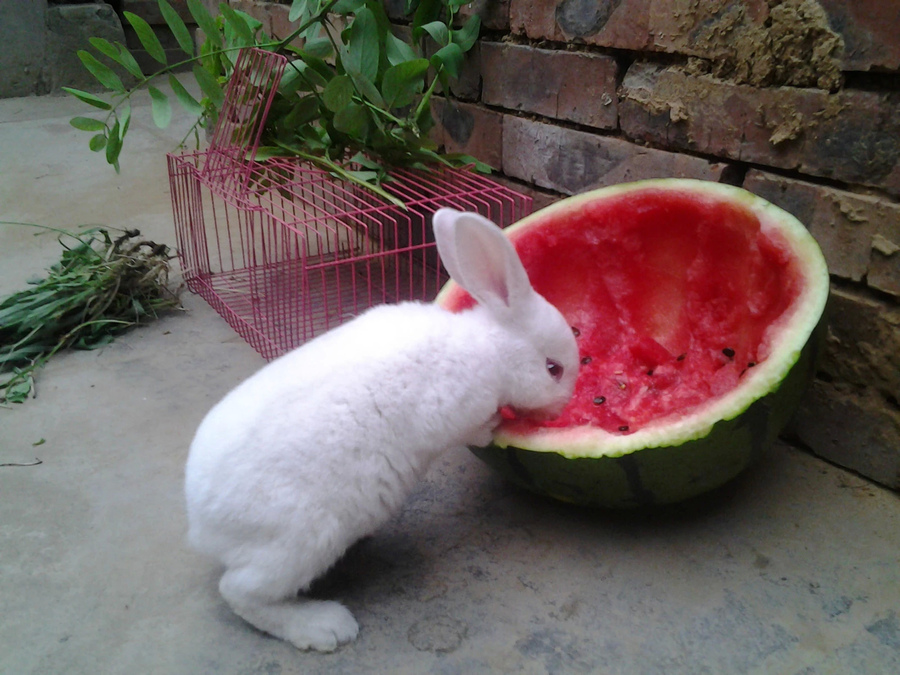 【萌萌哒--獭兔小白吃西瓜摄影图片】生态摄影