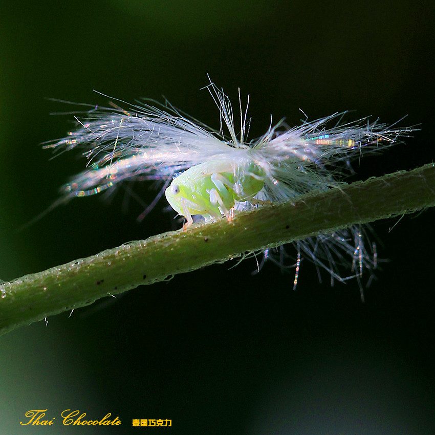 【虫虫影集(9-蜡蝉若虫与广翅蜡蝉(佳能60d 第 6 幅查看大图