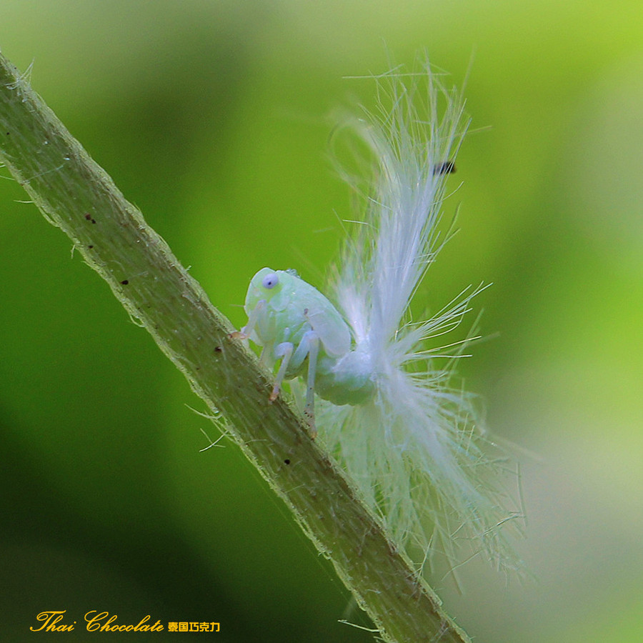 虫虫影集(9-蜡蝉若虫与广翅蜡蝉(佳能60d)