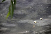 泸沽湖里的水性杨花（二）